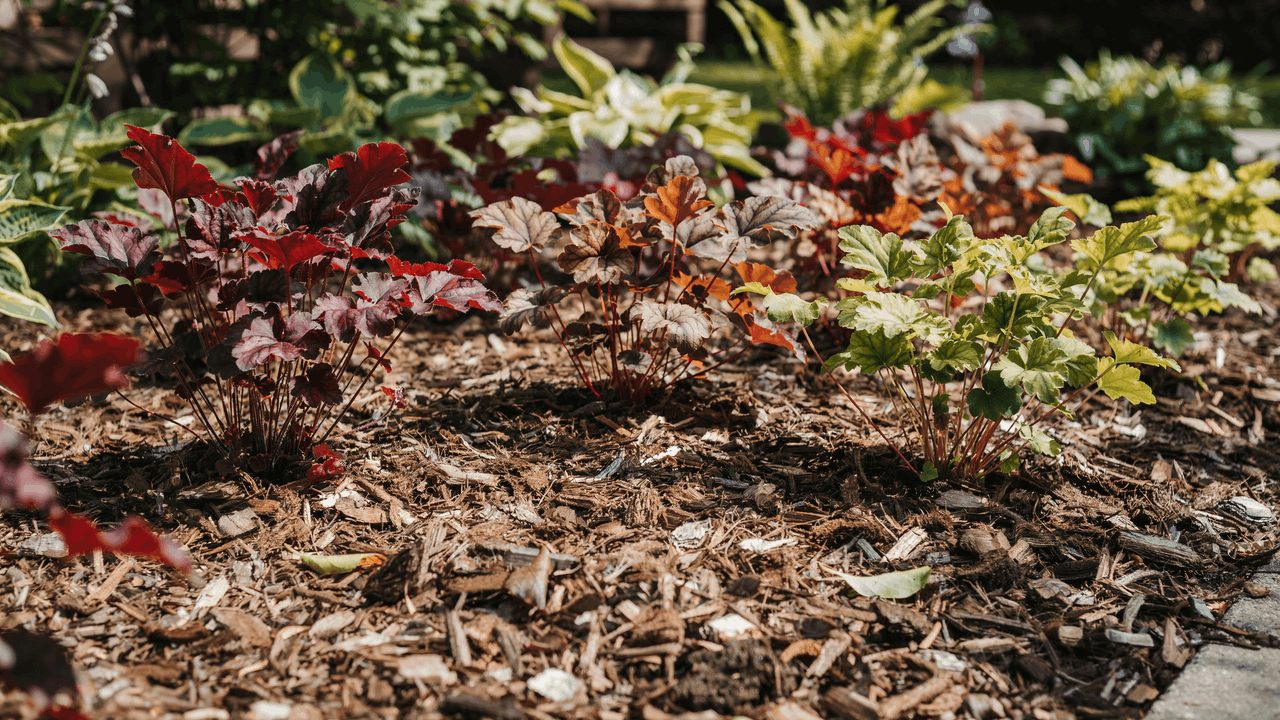 Heuchera coral bells with burgundy, silver, and lime green leaves in a shaded front-of-border planting