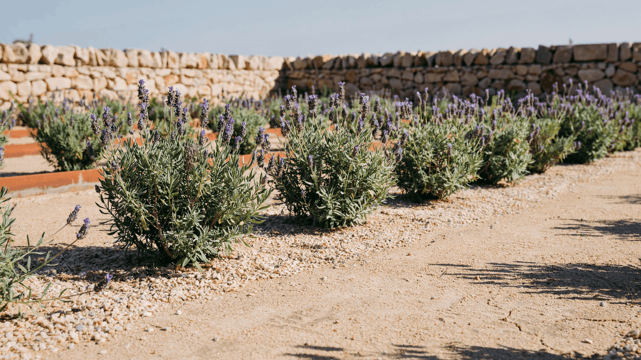 English lavender in full flower along a sunny gravel-edged border, showing purple spikes and silver foliage