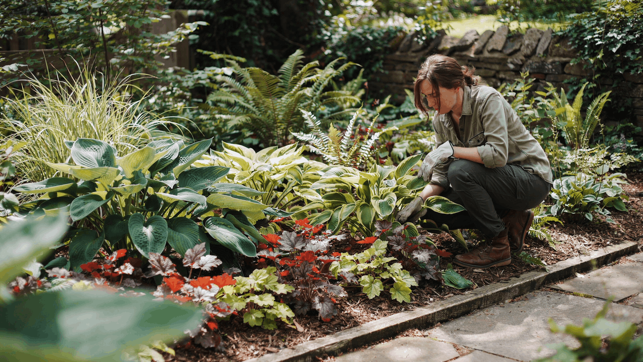 Established perennial garden border filled with long-lasting plants and seasonal fillers for low maintenance design.