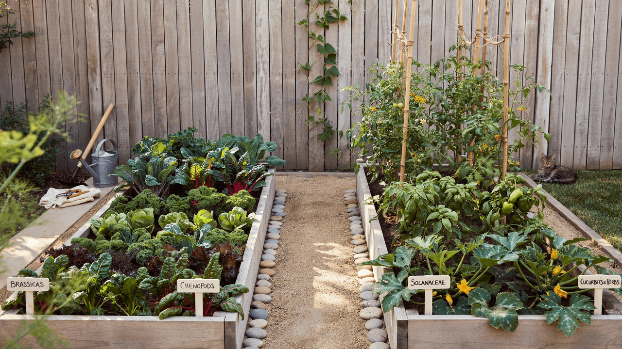 Two raised beds side by side with different crops arranged for seasonal rotation in a structured garden layout.
