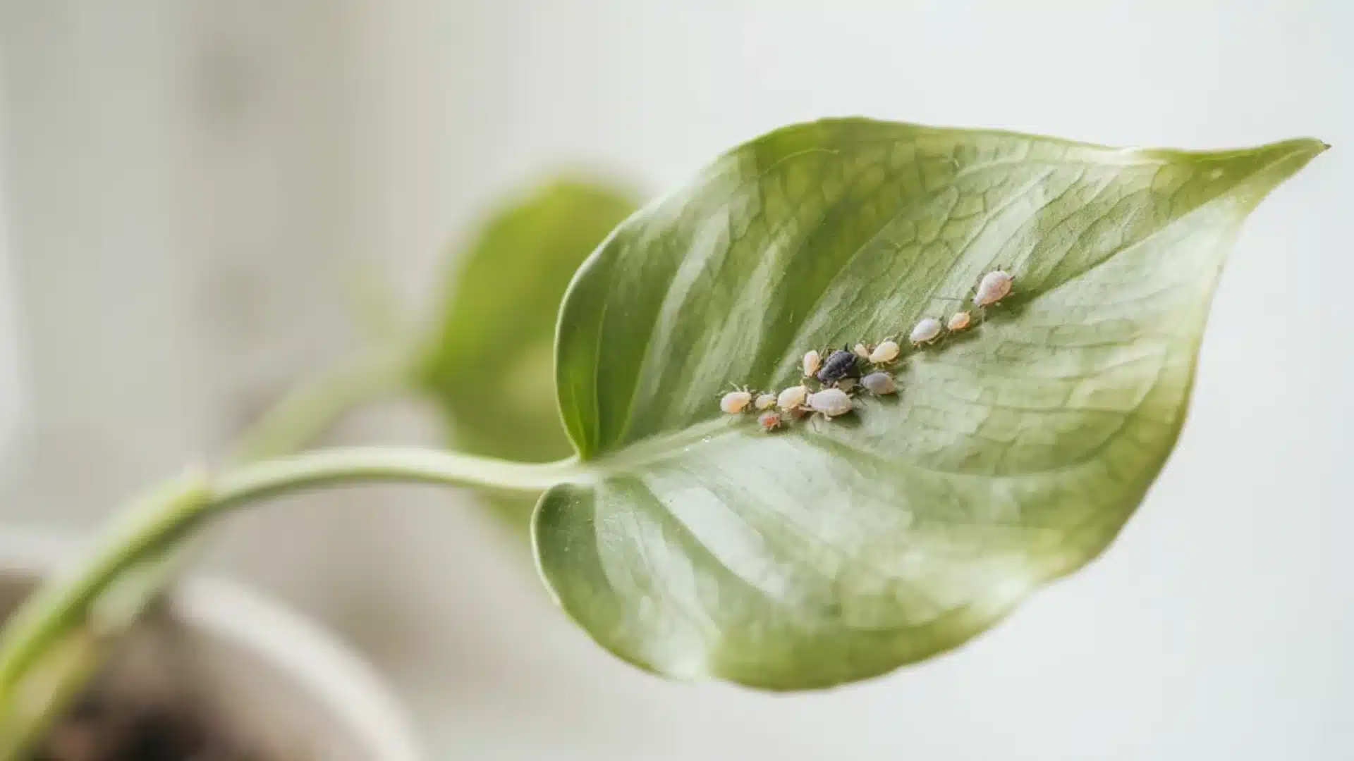 Close-up of a houseplant leaf heavily infested with small white aphids clustered along the veins.