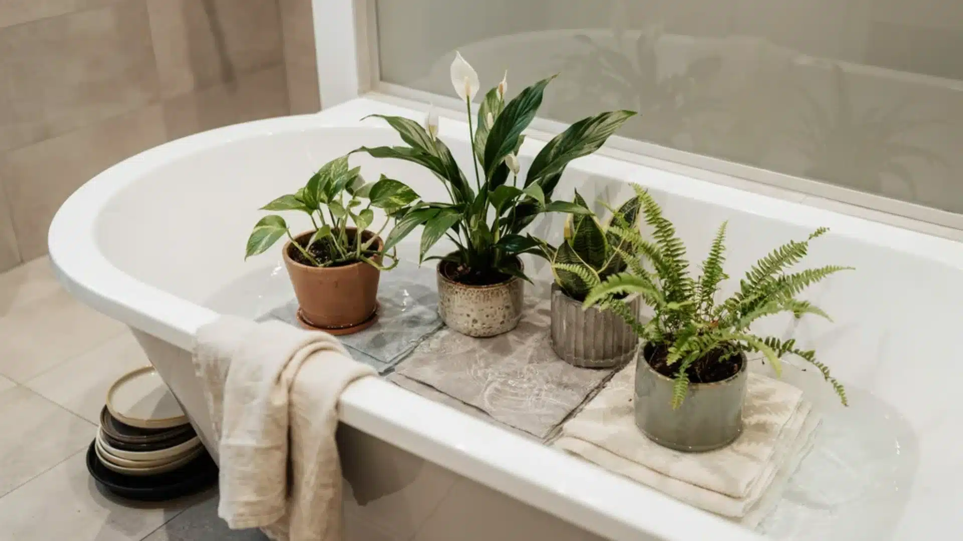Houseplants placed in a bathtub for bottom watering soak method, allowing soil to absorb water evenly.