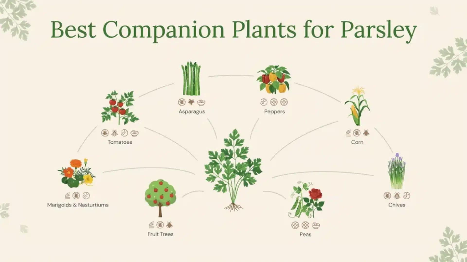Illustration of best companion plants for parsley, including tomatoes, peppers, asparagus, corn, and flowers.