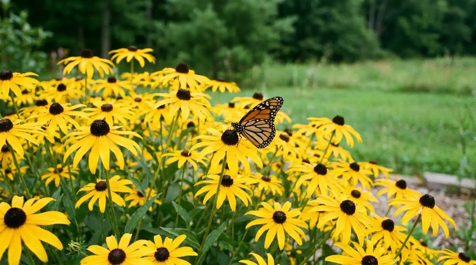 Yellow black-eyed Susan flowers with monarch butterflies among flowers that attract butterflies naturally.