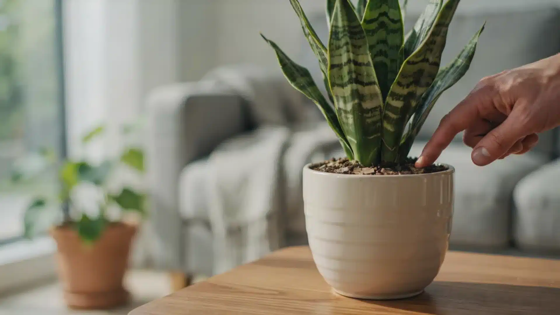 Finger testing dry soil in a plant pot to show the let soil dry out method.