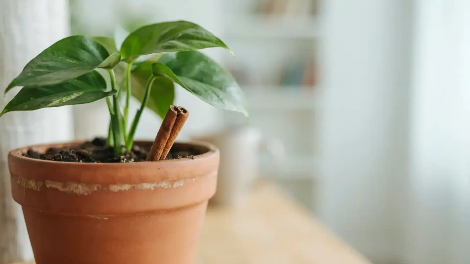 Potted plant with cinnamon sticks placed directly into the soil as a natural pest control method for fungus gnats.