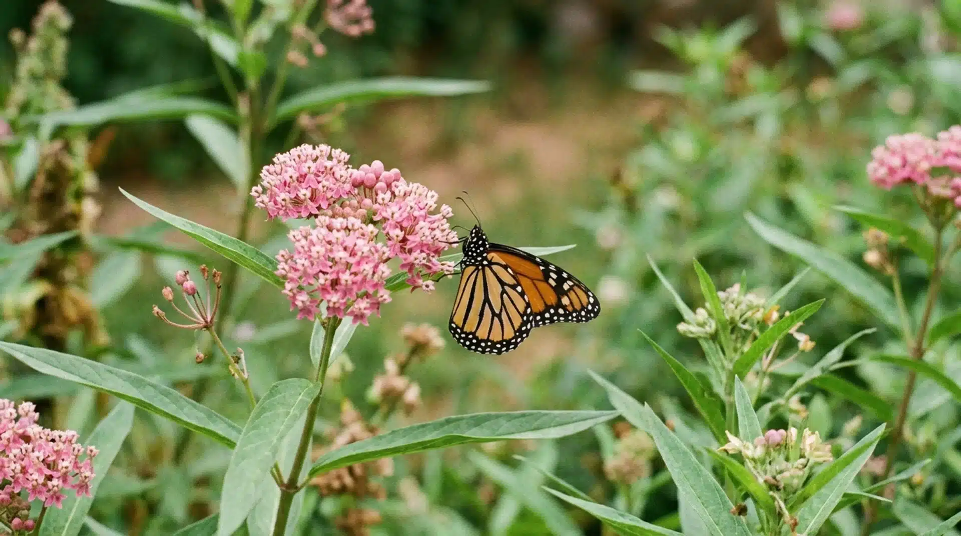 Pink milkweed blooms with monarch butterfly showing flowers that attract butterflies and support pollinators.