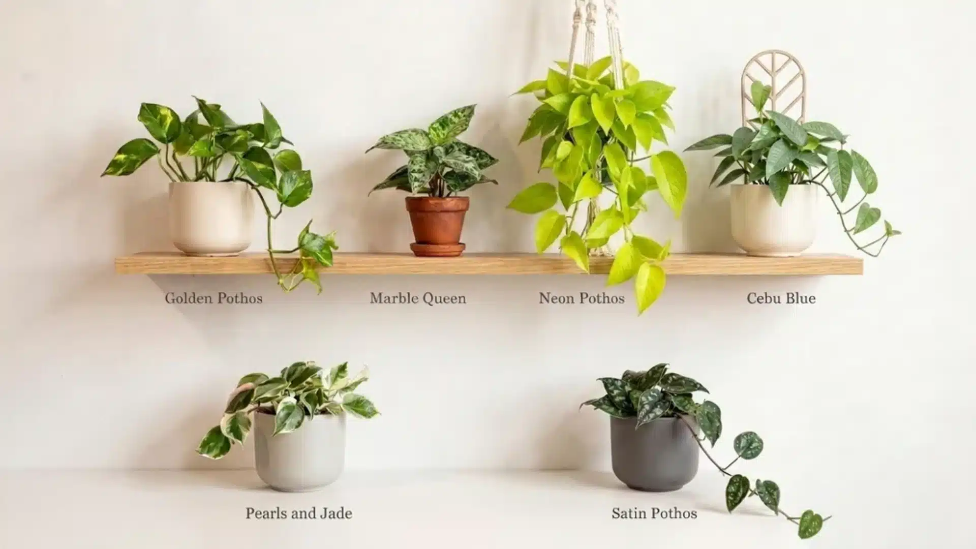 A display of different pothos varieties arranged on shelves, including Golden Pothos, Marble Queen, Neon Pothos, Cebu Blue, Pearls and Jade, and Satin Pothos with labels.