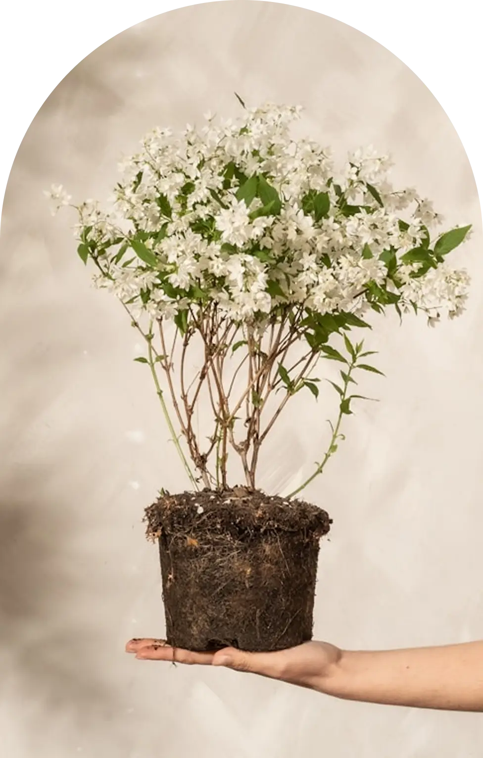 pot-with-plant-hd