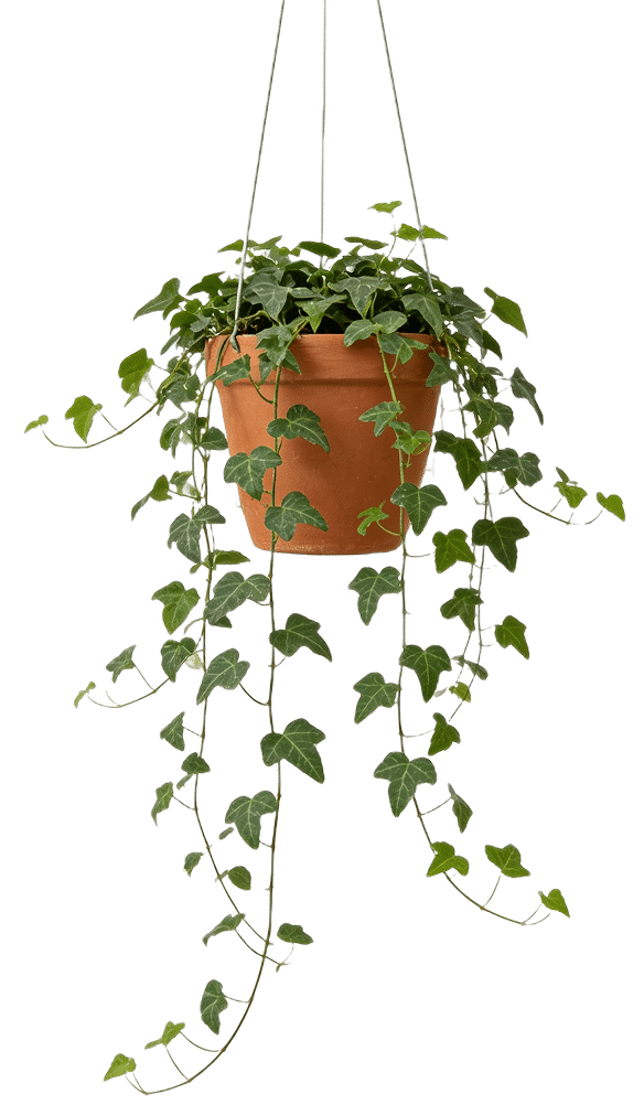 pot