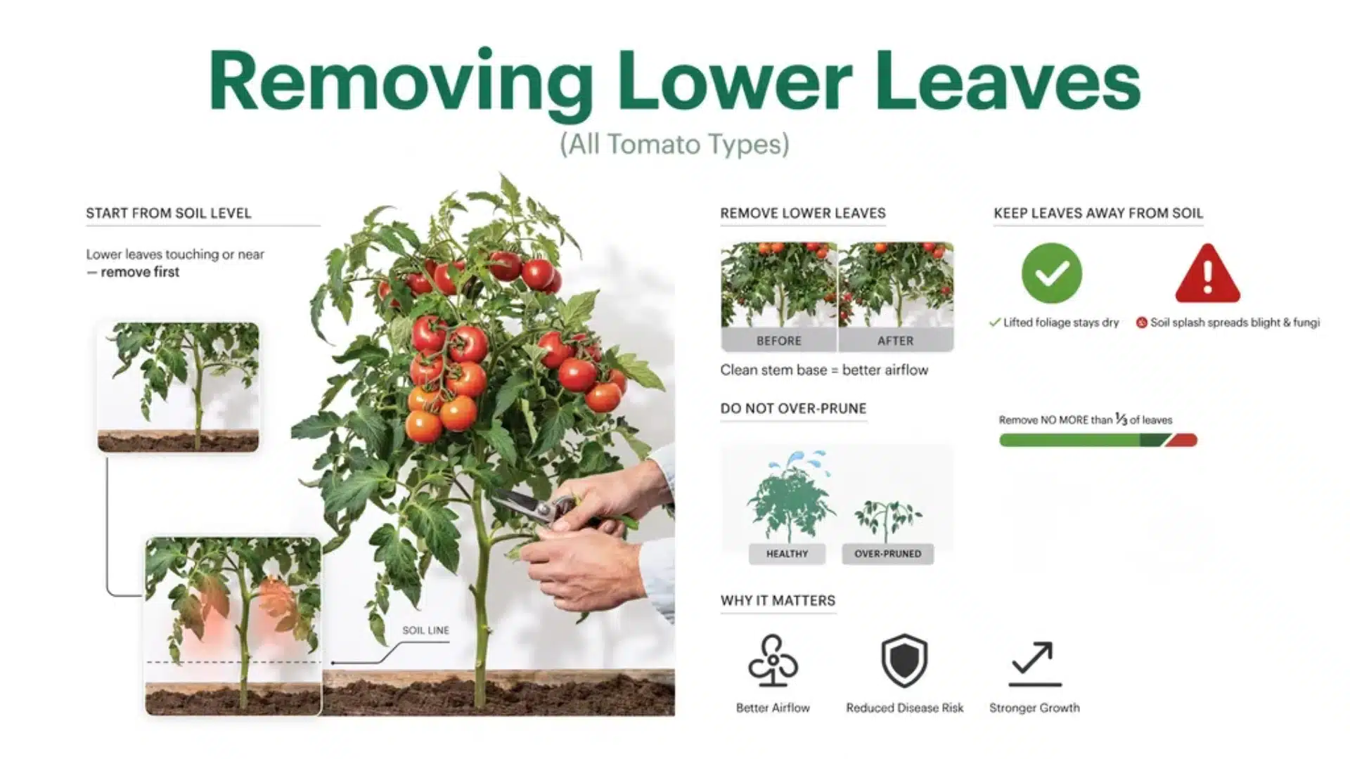 Illustration of pruning lower leaves from tomato plants near soil level, showing before and after effects.