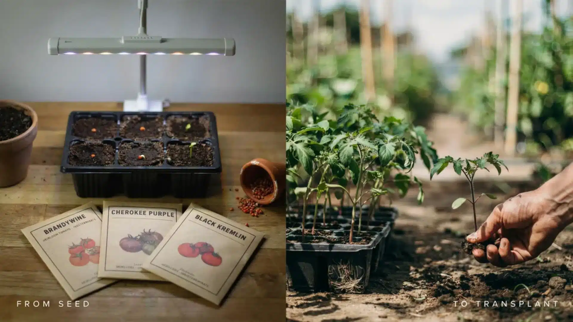 Side-by-side image of starting tomatoes from seeds indoors under grow lights and transplanting young seedlings into garden soil outdoors.