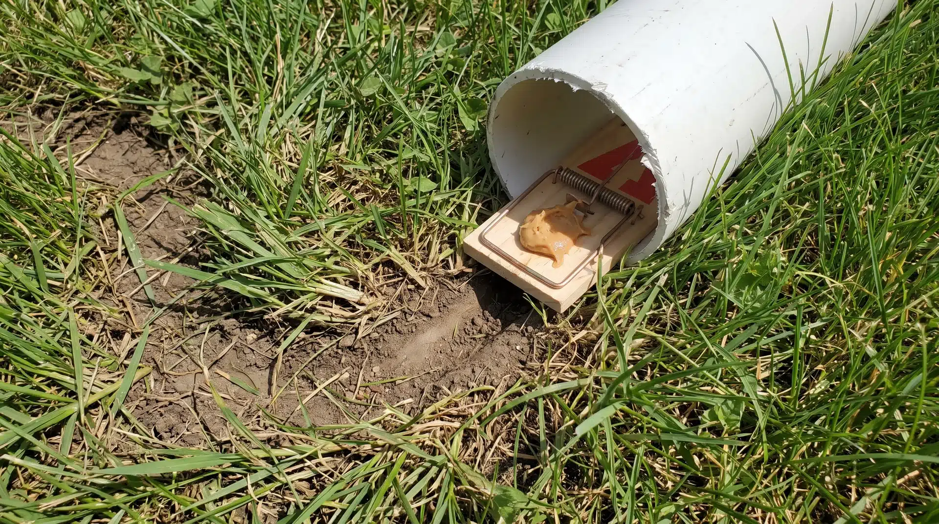 How to get rid of voles using snap traps placed along active lawn runways.
