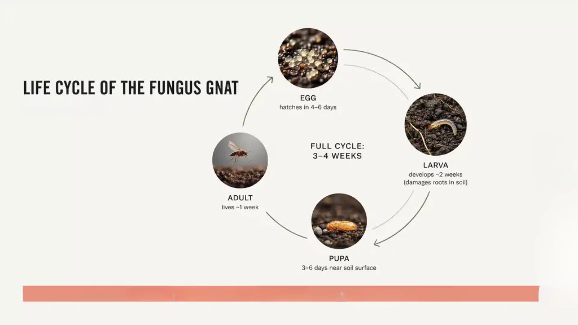 Diagram illustrating the fungus gnat life cycle from egg to larva, pupa, and adult stages.