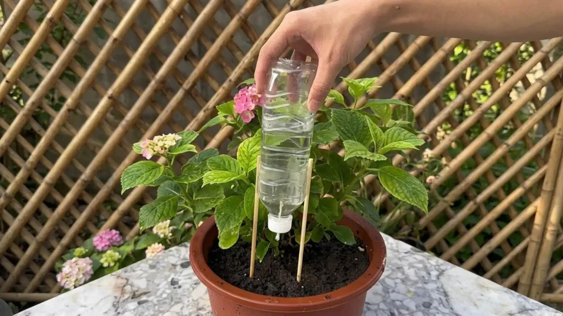 Plastic bottle drip irrigation hack used for slow watering houseplants while away, inserted upside down into soil.