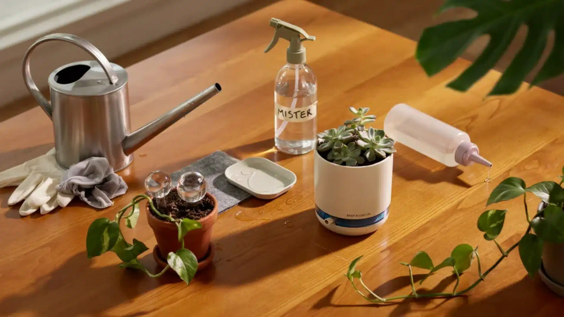 A wooden table with indoor plant care items including a watering can, spray bottle labeled "MISTER," small potted plants, gloves, and plant accessories in warm sunlight.