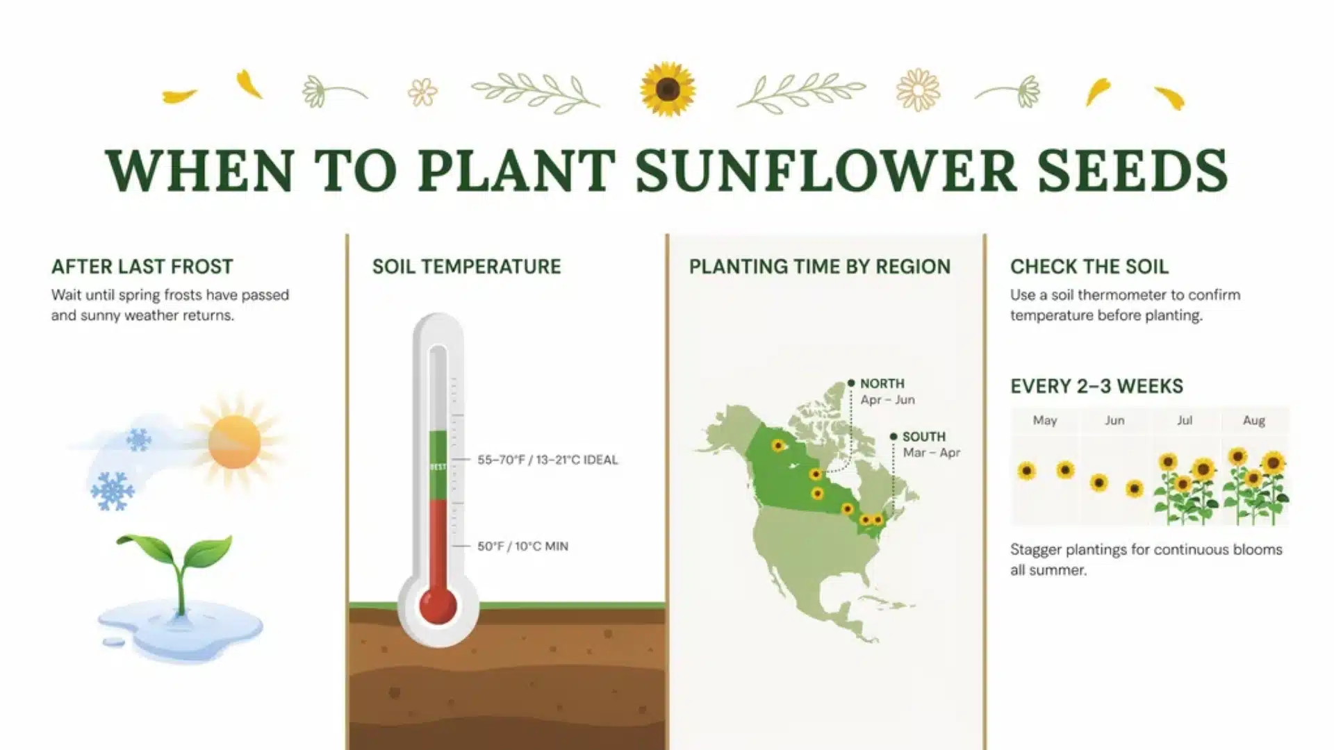 Infographic showing sunflower planting time, soil temperature, regional timing, and seasonal growth guidance.