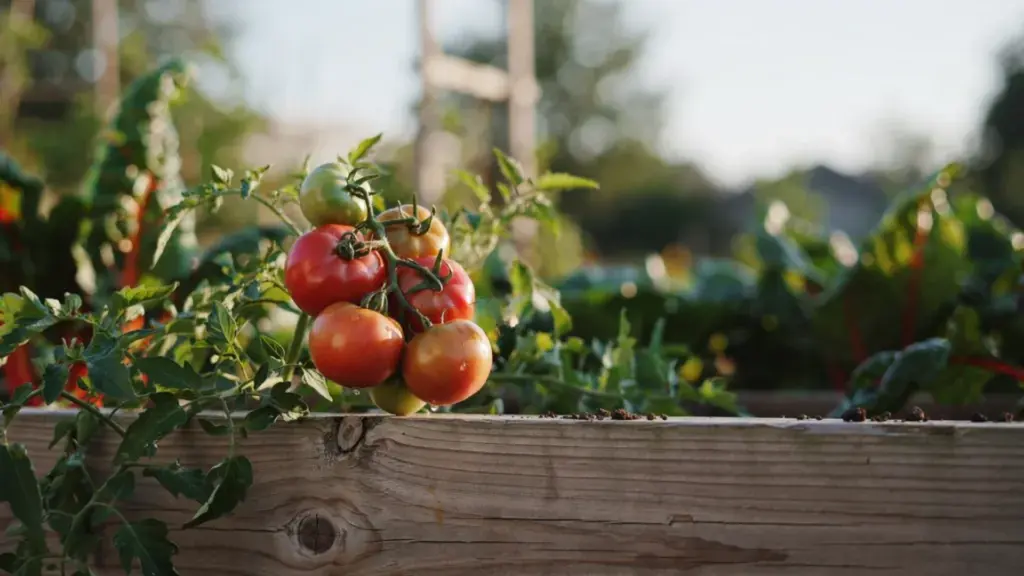 Tomatoes growing on the vine in a raised wooden garden bed, with clusters of ripening red and green fruit.