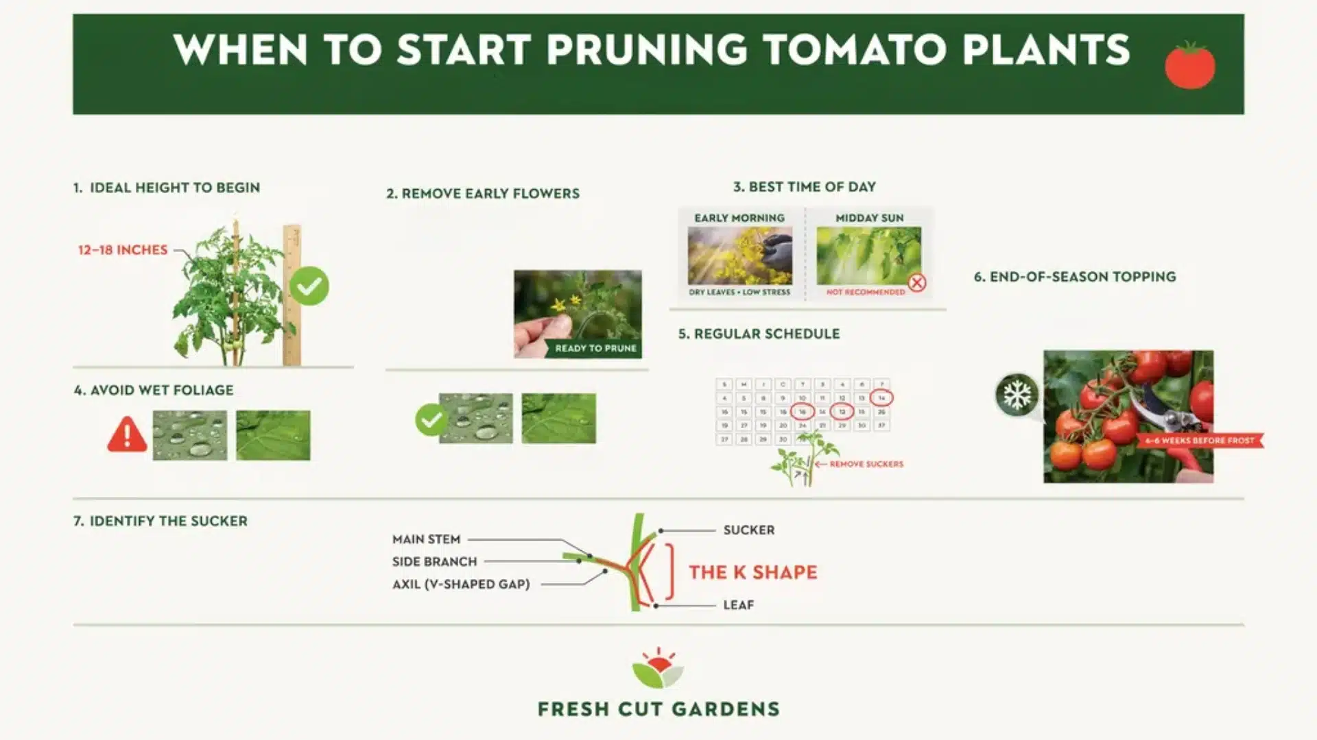 Infographic showing the ideal timing and conditions for pruning tomatoes, including plant height stages, early flower removal, seasonal timing, and indicators.