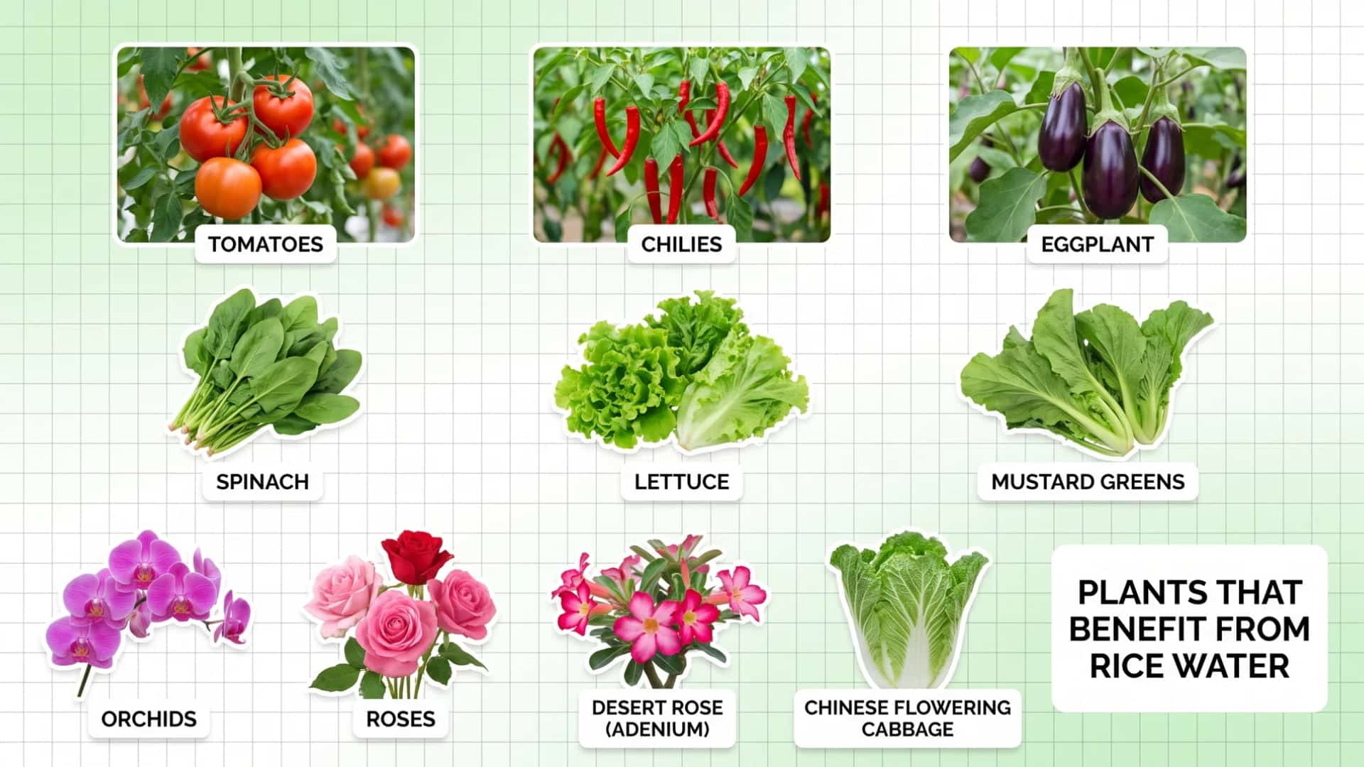 Collage of vegetables and flowers that benefit from rice water, including tomatoes, chilies, eggplant, spinach, lettuce, mustard greens, orchids, roses, desert rose, and Chinese cabbage.