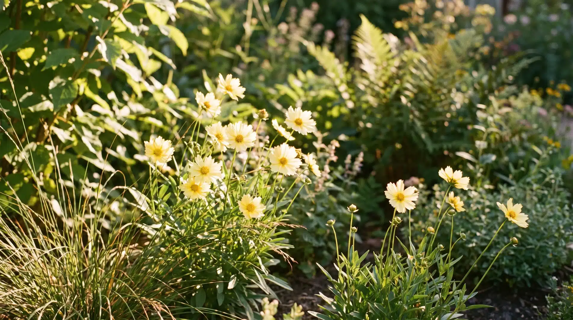 Bright coreopsis flowers blooming in vegetable garden bed attracting pollinators, considered plants that repel japanese beetles in companion planting systems.