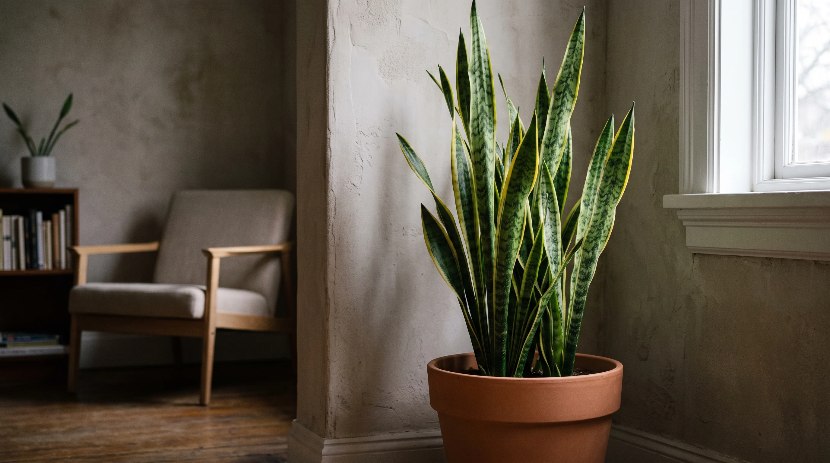 Snake plant with tall upright leaves in a ceramic pot indoors