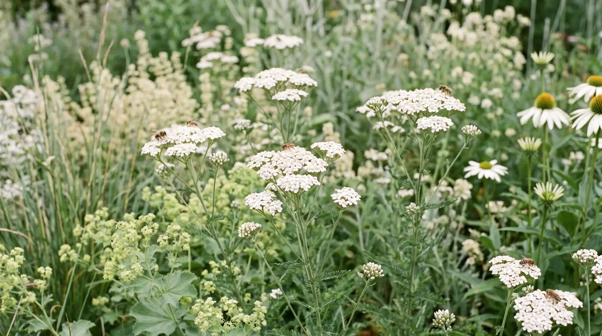 Yarrow flowering clusters in meadow garden, commonly recognized as plants that repel japanese beetles and attract beneficial insects.