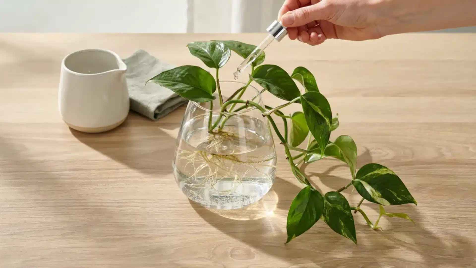 Pothos cuttings placed in glass jars with water, showing healthy green leaves and visible roots developing inside a bright indoor setting.