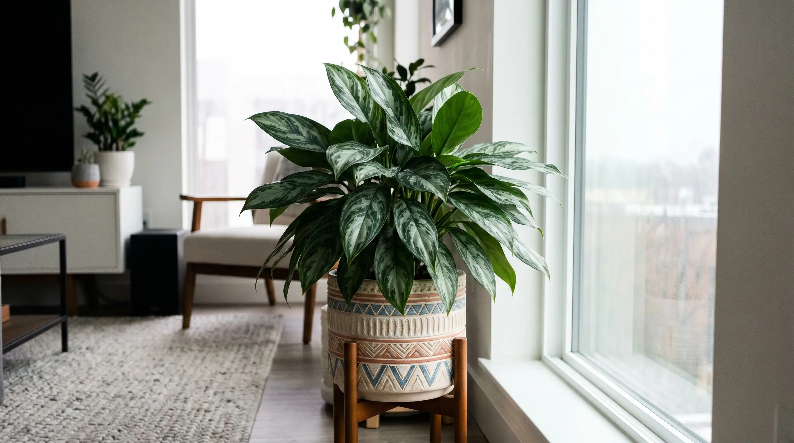 Chinese evergreen featured among colorful north facing window plants adapted to low light indoor home conditions.