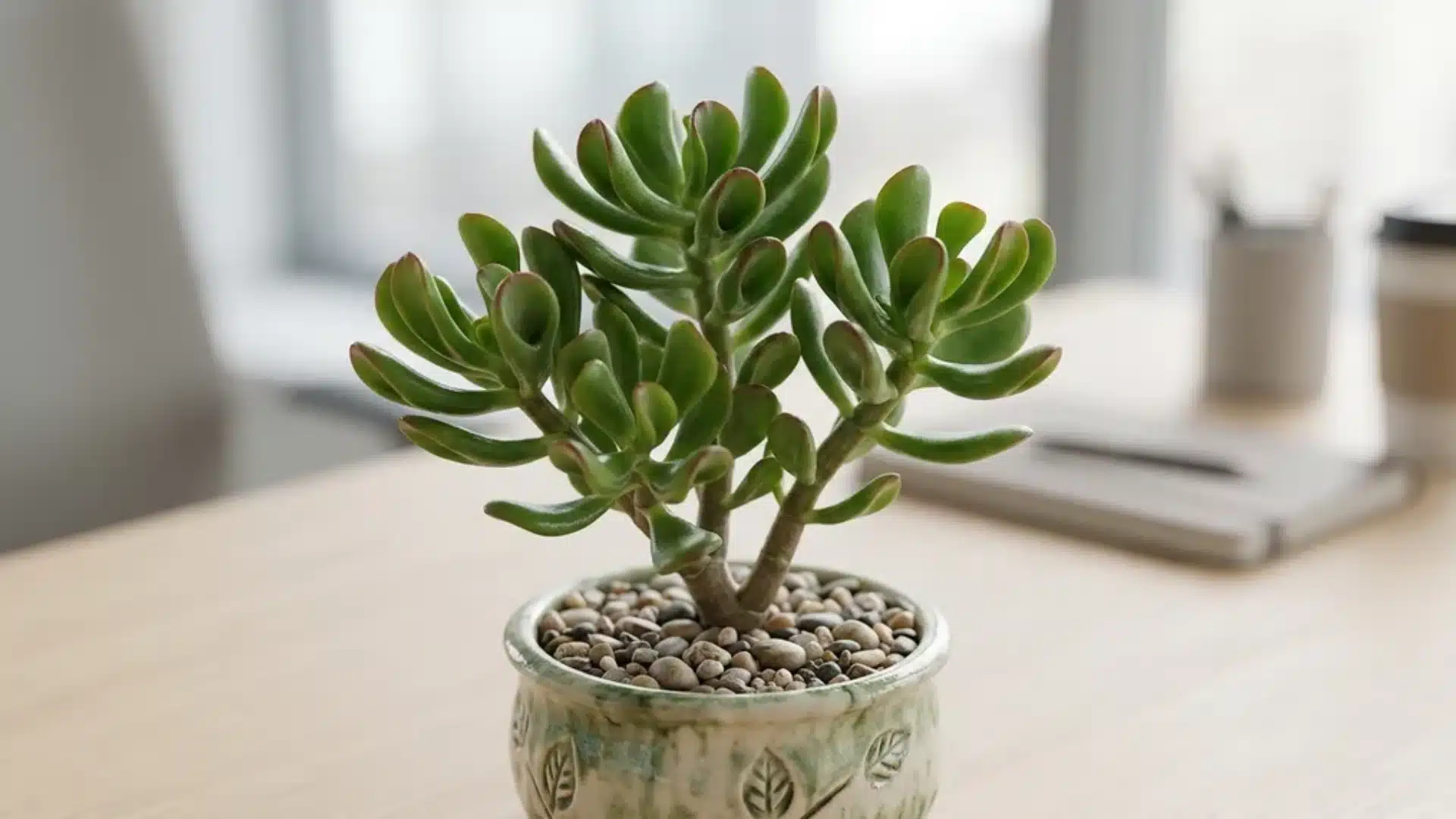 Hobbit jade with curled spoon-shaped tubular leaves in a small pot on a wooden surface.
