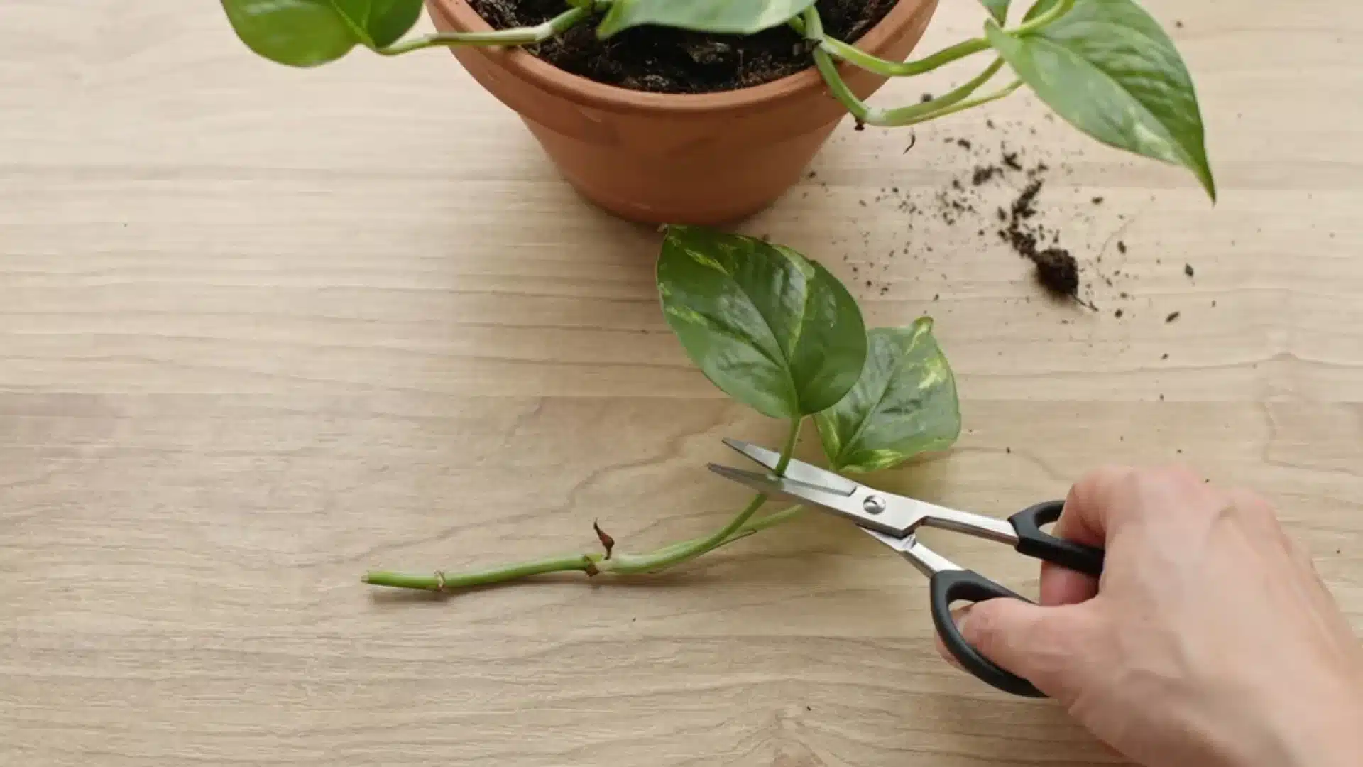 Close-up of scissors cutting a pothos vine at a node while preparing a healthy stem cutting for propagation.