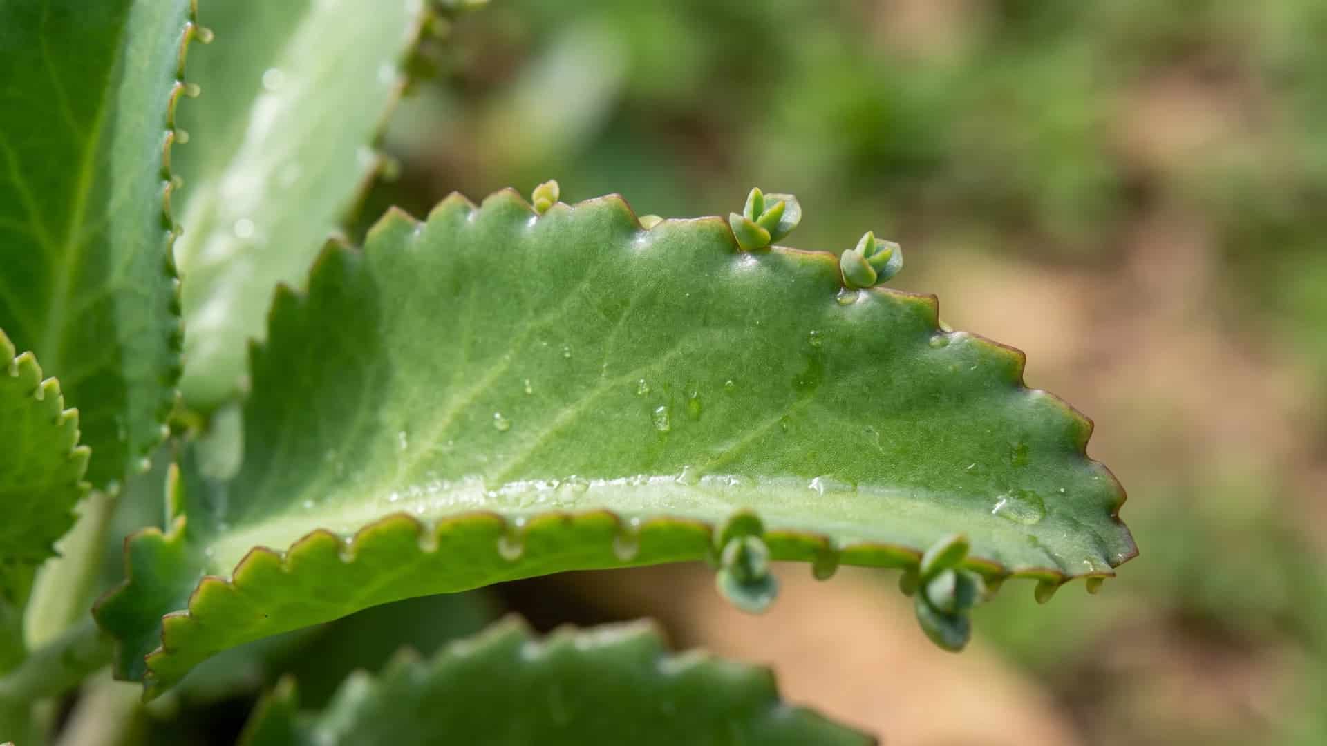 Leaf of Life plant leaf used in traditional home remedies and topical practices.