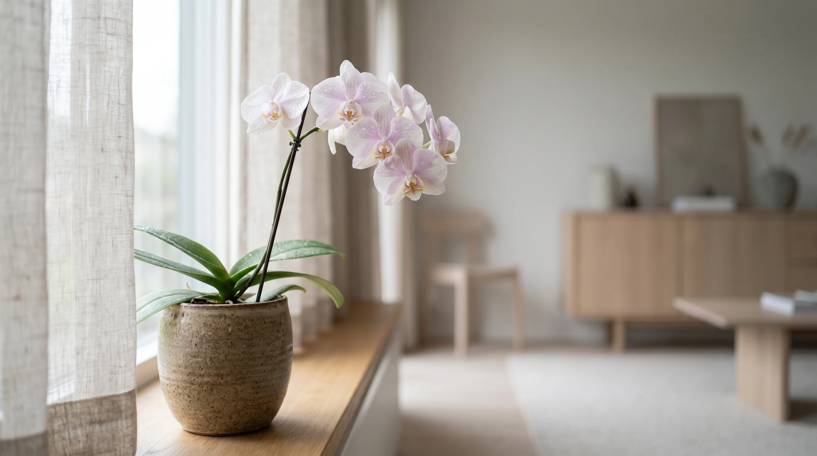 Phalaenopsis orchid displayed as elegant north facing window plants suited for soft light and indoor home decor.