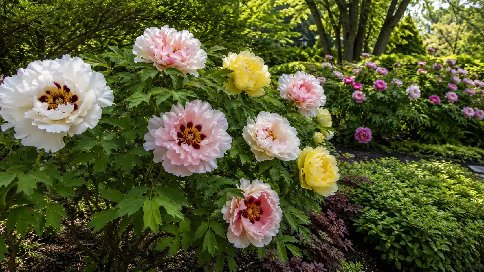Mature tree peony shrubs with large white, blush, and yellow flowers growing in a shaded garden.