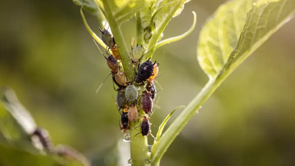 Close-up macro photo of multiple aphids clustered on a green plant stem with leaves and water droplets in natural outdoor lighting.