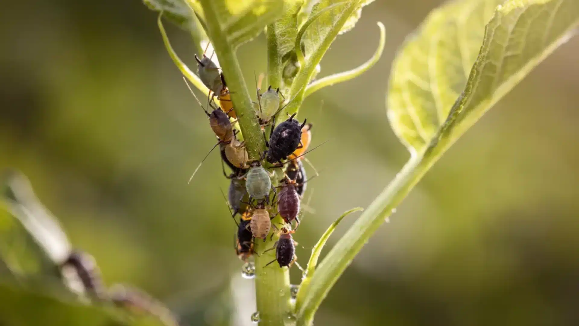 Close-up macro photo of multiple aphids clustered on a green plant stem with leaves and water droplets in natural outdoor lighting.