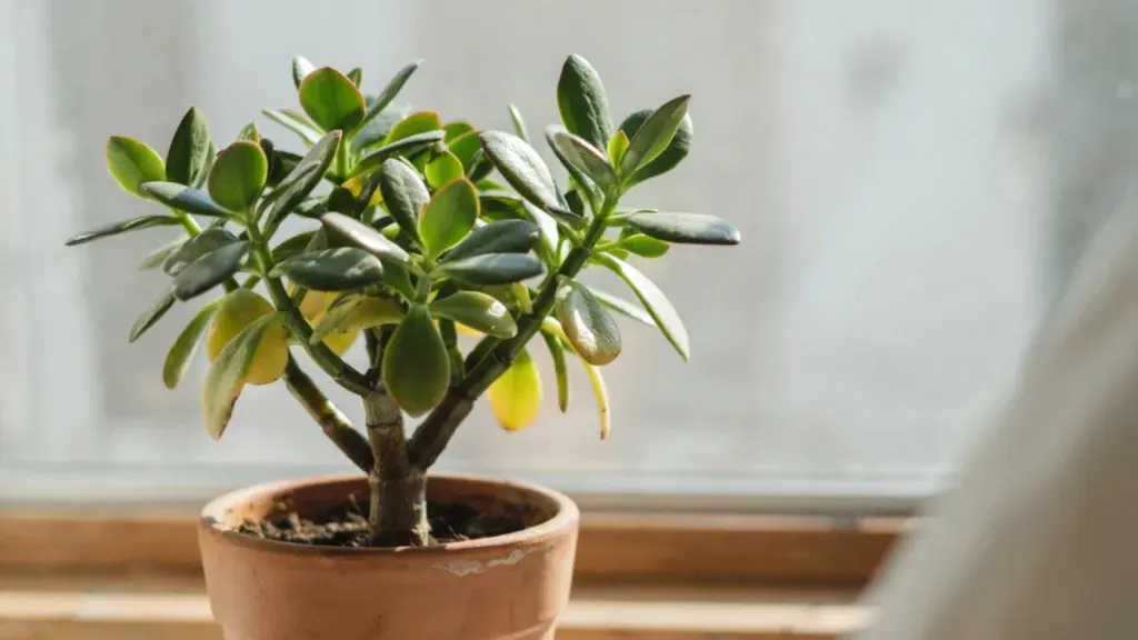 Jade plant in a terracotta pot on a windows ill with several leaves turning yellow due to plant stress.