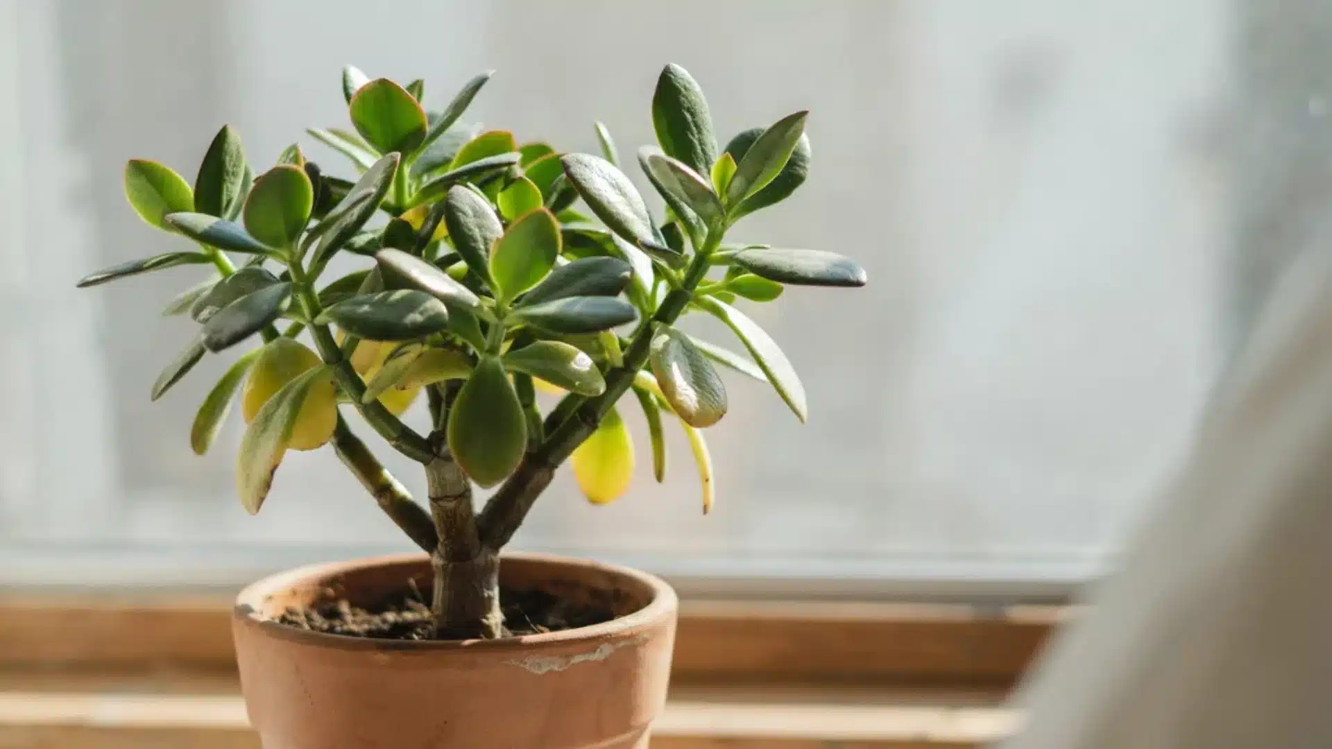 Jade plant in a terracotta pot on a windows ill with several leaves turning yellow due to plant stress.